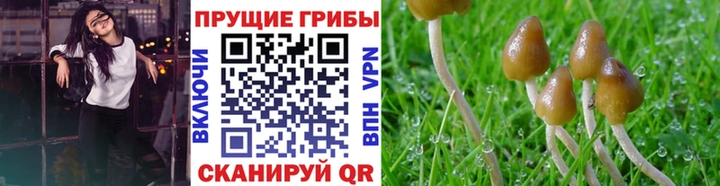 Псилоцибиновые грибы Cubensis  купить наркотики цена  Рославль 